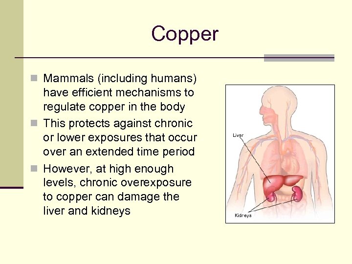 Copper n Mammals (including humans) have efficient mechanisms to regulate copper in the body