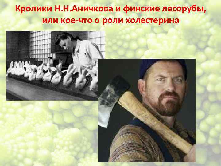 Кролики Н. Н. Аничкова и финские лесорубы, или кое-что о роли холестерина 