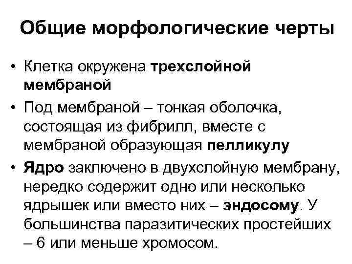 Общие морфологические черты • Клетка окружена трехслойной мембраной • Под мембраной – тонкая оболочка,