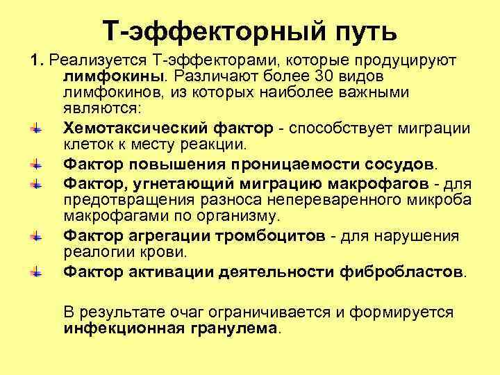 Т-эффекторный путь 1. Реализуется Т-эффекторами, которые продуцируют лимфокины. Различают более 30 видов лимфокинов, из