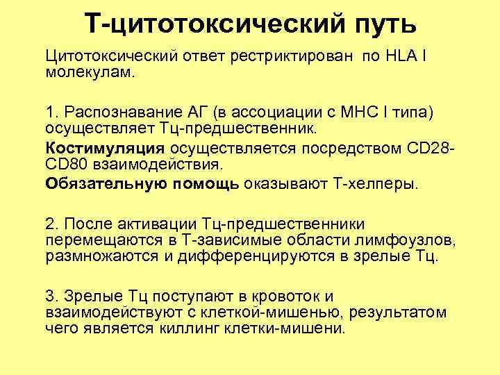 Т-цитотоксический путь Цитотоксический ответ рестриктирован по HLA I молекулам. 1. Распознавание АГ (в ассоциации