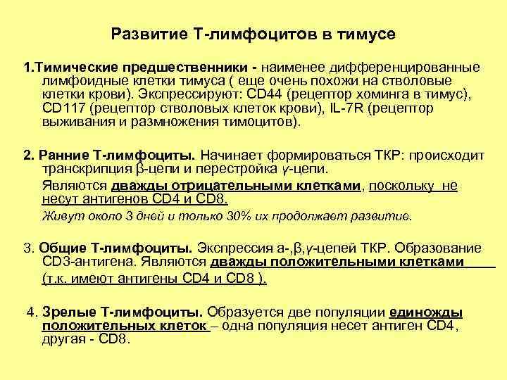 Развитие Т-лимфоцитов в тимусе 1. Тимические предшественники - наименее дифференцированные лимфоидные клетки тимуса (