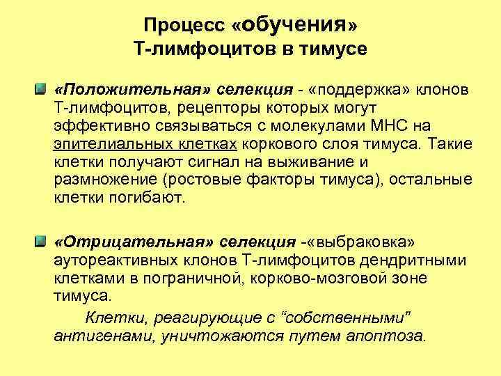 Процесс «обучения» Т-лимфоцитов в тимусе «Положительная» селекция - «поддержка» клонов Т-лимфоцитов, рецепторы которых могут