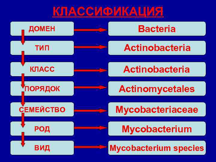 КЛАССИФИКАЦИЯ ДОМЕН Bacteria ТИП Actinobacteria КЛАСС Actinobacteria ПОРЯДОК Actinomycetales СЕМЕЙСТВО Mycobacteriaceae РОД Mycobacterium ВИД