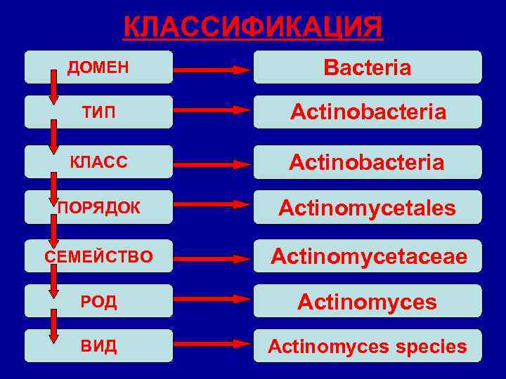 КЛАССИФИКАЦИЯ ДОМЕН Bacteria ТИП Actinobacteria КЛАСС Actinobacteria ПОРЯДОК Actinomycetales СЕМЕЙСТВО Actinomycetaceae РОД Actinomyces ВИД