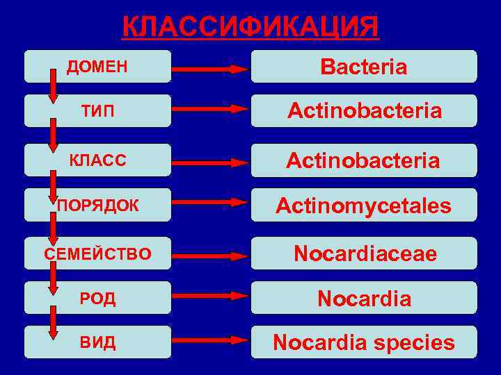 КЛАССИФИКАЦИЯ ДОМЕН Bacteria ТИП Actinobacteria КЛАСС Actinobacteria ПОРЯДОК Actinomycetales СЕМЕЙСТВО Nocardiaceae РОД Nocardia ВИД