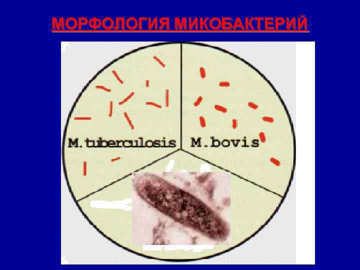 МОРФОЛОГИЯ МИКОБАКТЕРИЙ 