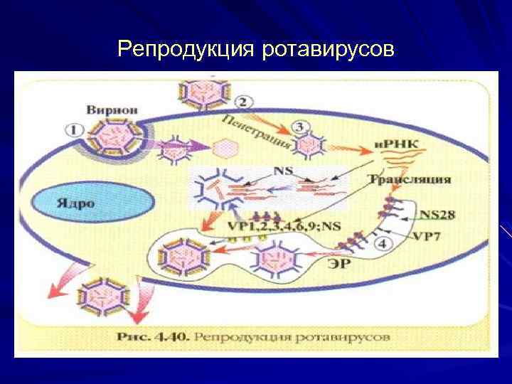 Схема репродукции вируса гриппа