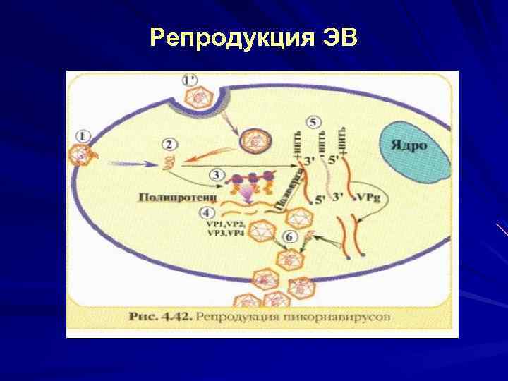 Репродукция ЭВ 