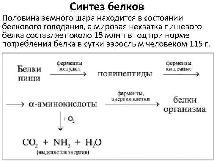 Синтез белков Половина земного шара находится в состоянии белкового голодания, а мировая нехватка пищевого