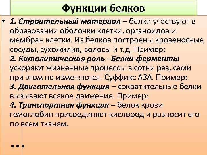 Функции белков • 1. Строительный материал – белки участвуют в образовании оболочки клетки, органоидов