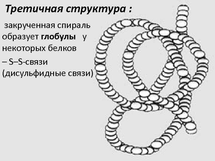 Третичная структура : закрученная спираль образует глобулы у некоторых белков – S–S-связи (дисульфидные связи)