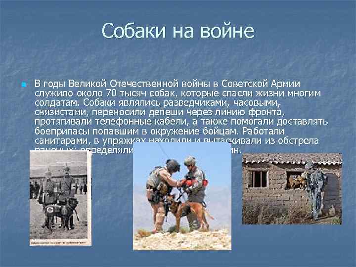 Собаки на войне n В годы Великой Отечественной войны в Советской Армии служило около