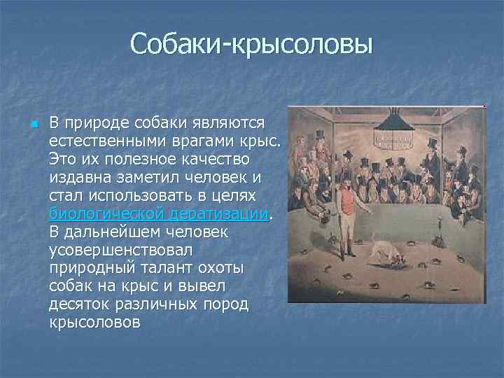 Собаки-крысоловы n В природе собаки являются естественными врагами крыс. Это их полезное качество издавна