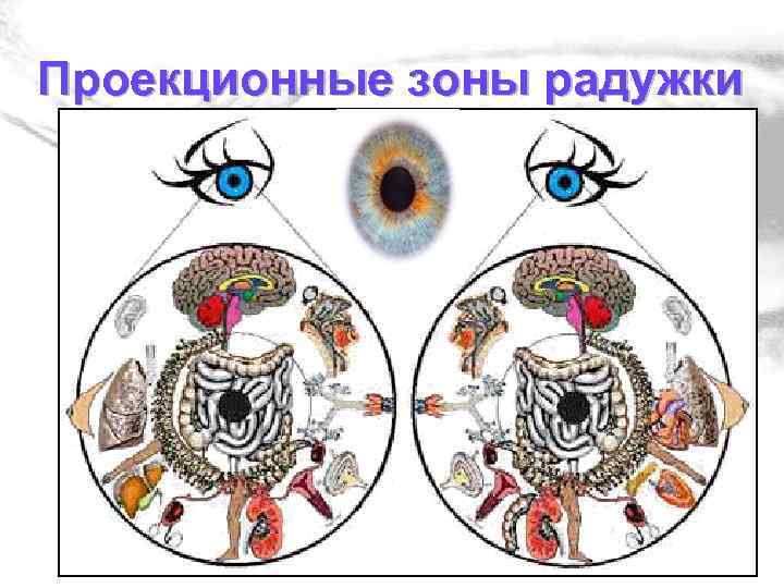 Проекционные зоны радужки 