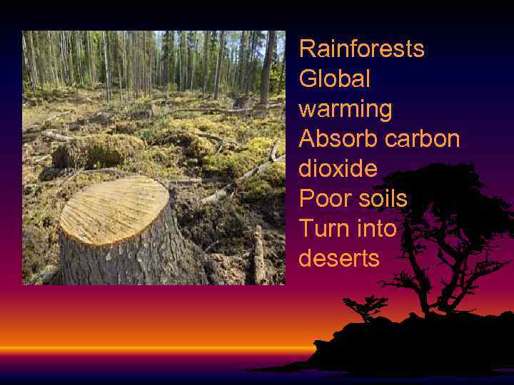 Rainforests Global warming Absorb carbon dioxide Poor soils Turn into deserts 