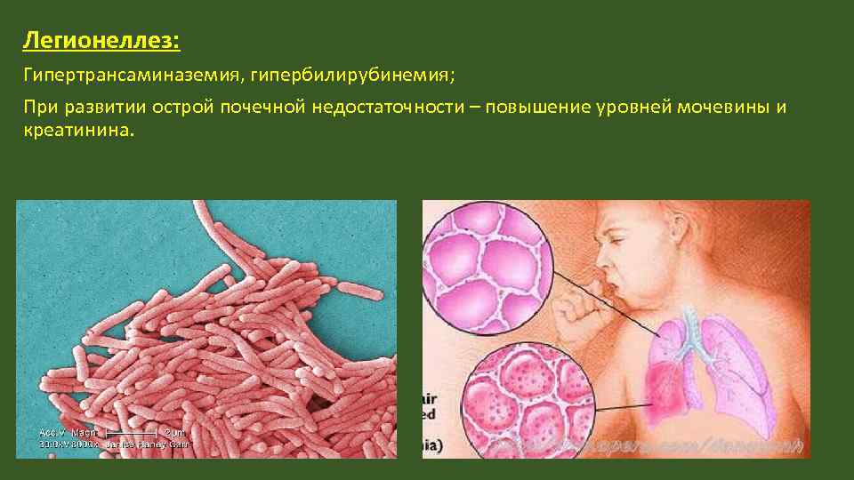 Схема бора биохимия