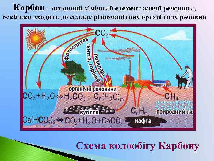 Карбон – основний хімічний елемент живої речовини, оскільки входить до складу різноманітних органічних речовин