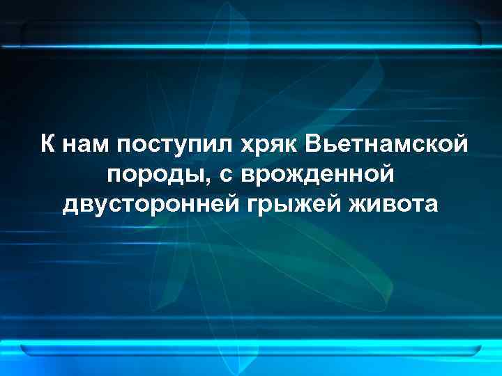 К нам поступил хряк Вьетнамской породы, с врожденной двусторонней грыжей живота 