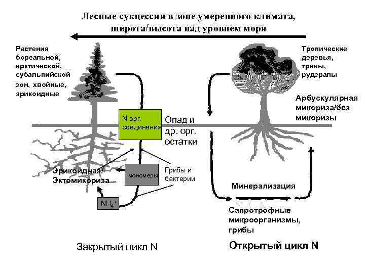 Лесные сукцессии в зоне умеренного климата, широта/высота над уровнем моря Растения бореальной, арктической, субальпийской