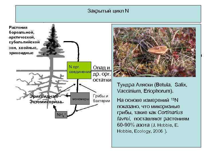 Лесные сукцессии в зоне умеренного климата, Закрытый цикл N широта/высота над уровнем моря Растения