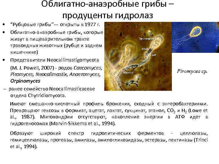 Облигатно-анаэробные грибы – продуценты гидролаз • “Рубцовые грибы”— открыты в 1977 г. • Облигатно-анаэробные