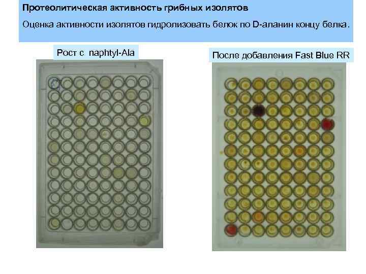 Протеолитическая активность грибных изолятов Оценка активности изолятов гидролизовать белок по D-аланин концу белка. Рост