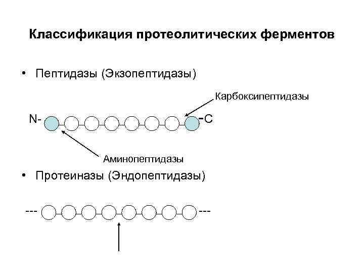 Ферменты катализирующие синтез. Классификация протеолитических ферментов. Классификация протеолитических ферментов биохимия. Классификация пептидаз. Классификация ферментов пептидаз.