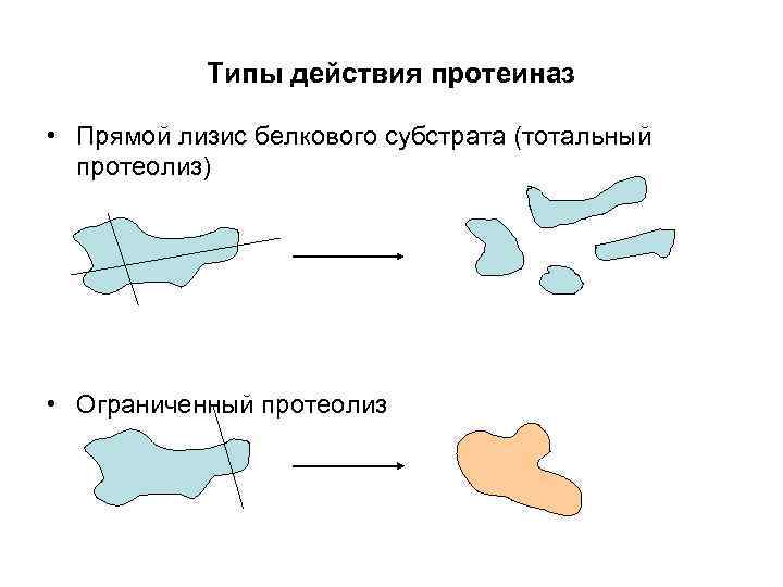 Типы действия протеиназ • Прямой лизис белкового субстрата (тотальный протеолиз) • Ограниченный протеолиз 