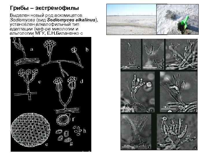 Грибы – экстремофилы Выделен новый род аскомицетов Sodiomyces (вид Sodiomyces alkalinus), установлен алкалофильный тип