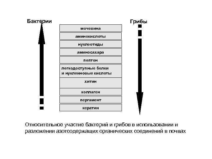 Бактерии Грибы мочевина аминокислоты нуклеотиды аминосахара пептон легкодоступные белки и нуклеиновые кислоты хитин коллаген