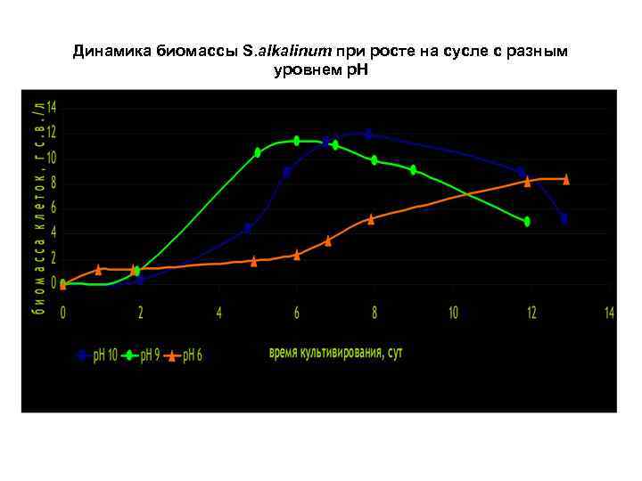 Динамика биомассы S. alkalinum при росте на сусле с разным уровнем р. Н 