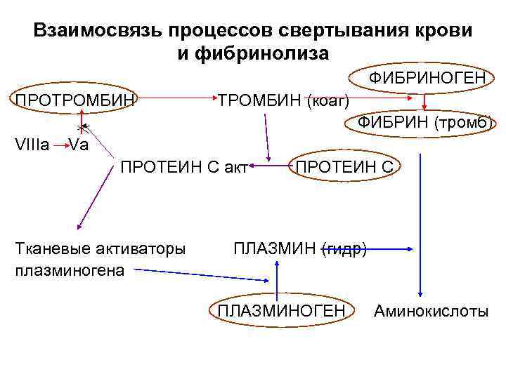 Взаимосвязь процессов свертывания крови и фибринолиза ФИБРИНОГЕН ПРОТРОМБИН (коаг) ФИБРИН (тромб) VIIIa Va ПРОТЕИН