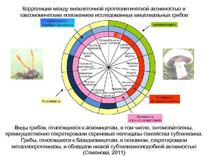 Корреляция между внеклеточной протеолитической активностью и таксономическим положением исследованных мицелиальных грибов Виды грибов, относящиеся