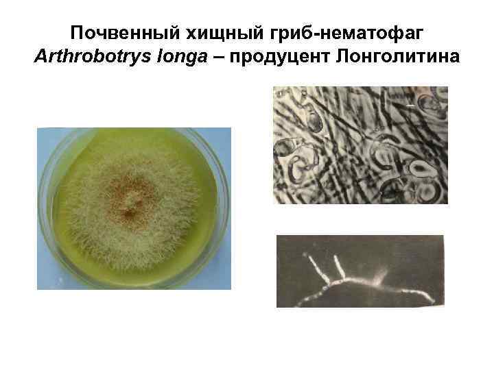 Почвенный хищный гриб-нематофаг Arthrobotrys longa – продуцент Лонголитина 