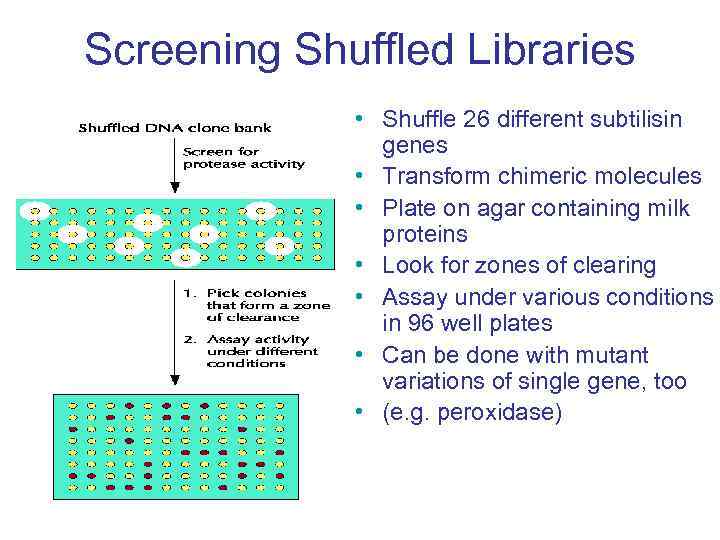 Screening Shuffled Libraries • Shuffle 26 different subtilisin genes • Transform chimeric molecules •