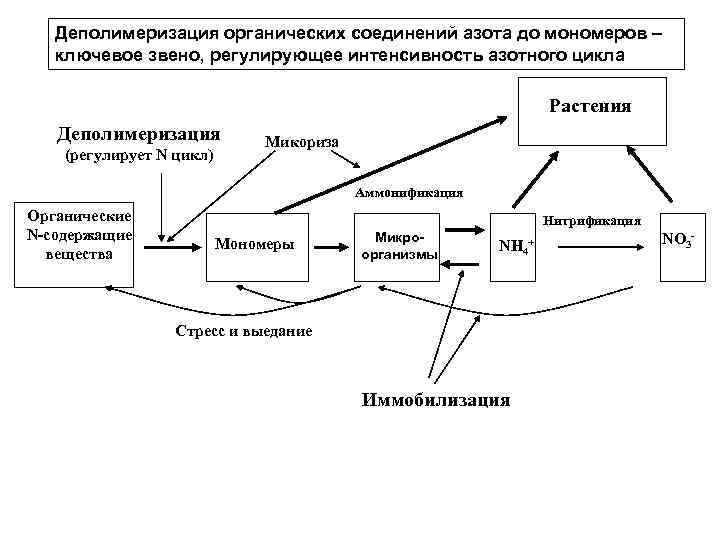 Деполимеризация органических соединений азота до мономеров – ключевое звено, регулирующее интенсивность азотного цикла Растения