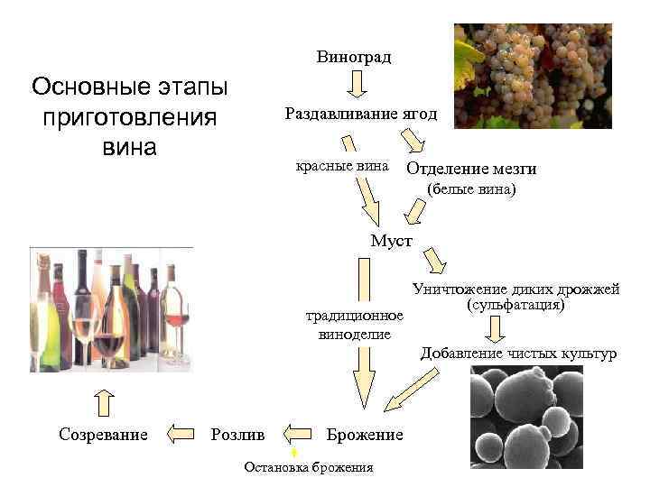 Виноград Основные этапы приготовления вина Раздавливание ягод красные вина Отделение мезги (белые вина) Муст