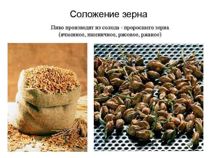 Соложение зерна Пиво производят из солода - проросшего зерна (ячменное, пшеничное, рисовое, ржаное) 