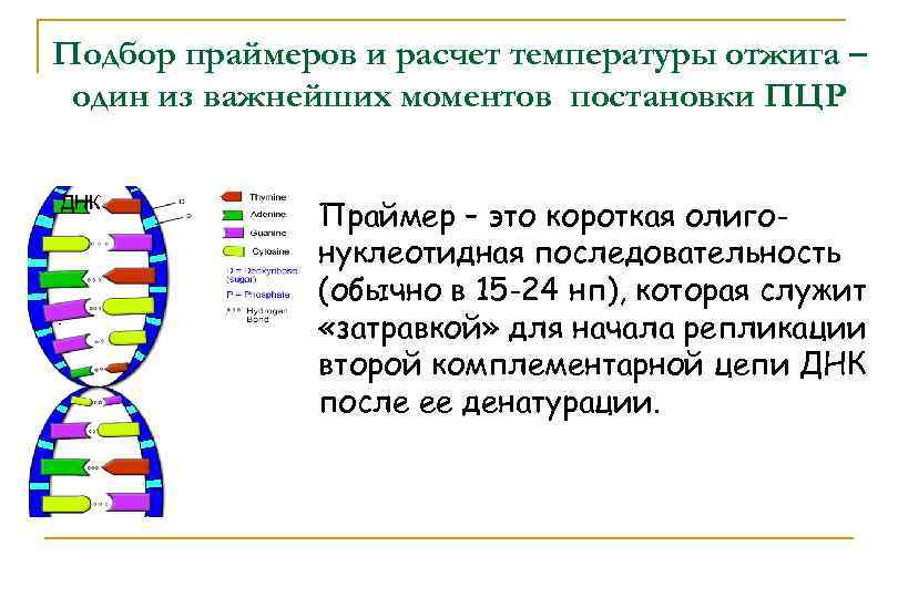 Подбор праймеров и расчет температуры отжига – один из важнейших моментов постановки ПЦР ДНК