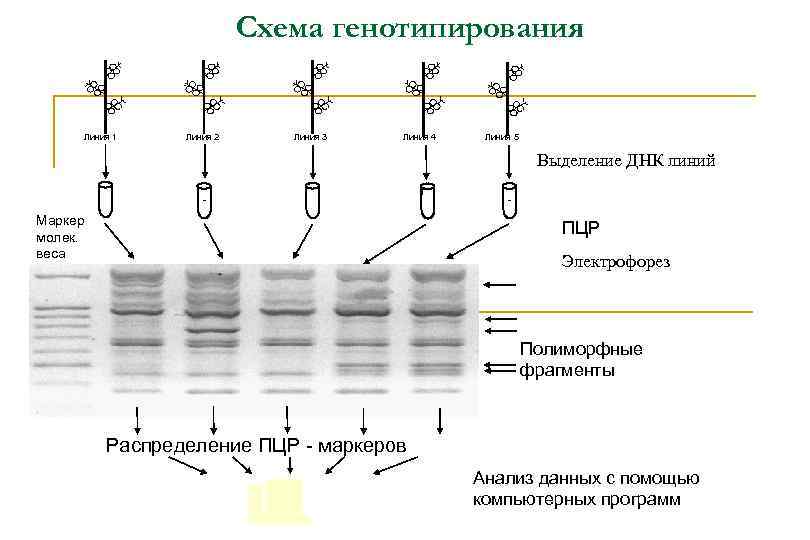 Схема генотипирования Линия 1 Линия 2 Линия 3 Линия 4 Линия 5 Выделение ДНК
