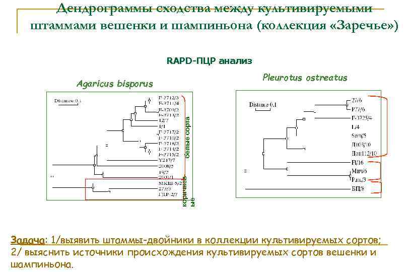 Дендрограммы сходства между культивируемыми штаммами вешенки и шампиньона (коллекция «Заречье» ) RAPD-ПЦР анализ Pleurotus