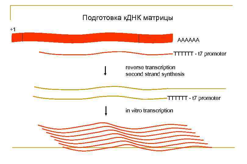 Подготовка к. ДНК матрицы +1 AAAAAA TTTTTT - t 7 promoter reverse transcription second