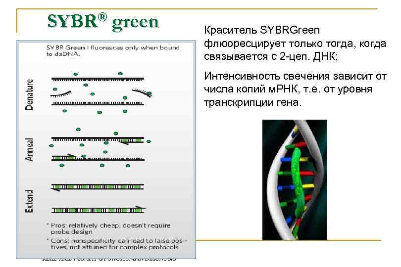SYBR® green Краситель SYBRGreen флюоресцирует только тогда, когда связывается с 2 -цеп. ДНК; Интенсивность
