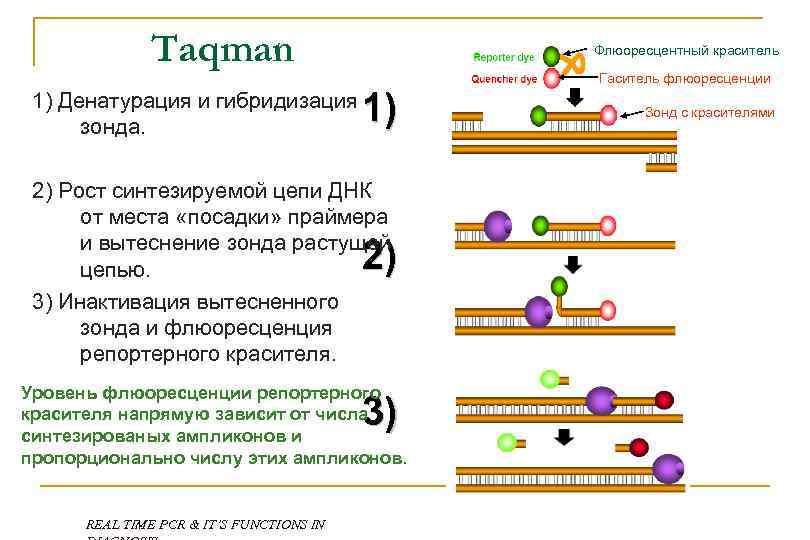 Taqman 1) Денатурация и гибридизация зонда. Флюоресцентный краситель 1) 2) Рост синтезируемой цепи ДНК