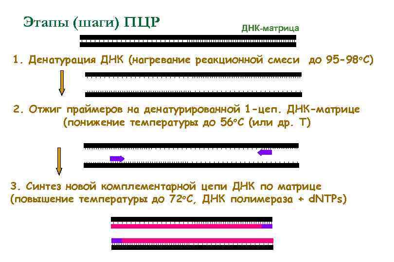 Этапы (шаги) ПЦР ДНК-матрица 1. Денатурация ДНК (нагревание реакционной смеси до 95 -98 o.