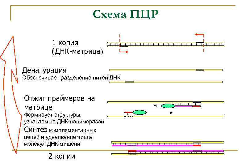 Схема ПЦР 1 копия (ДНК-матрица) Денатурация Обеспечивает разделение нитей ДНК Отжиг праймеров на матрице