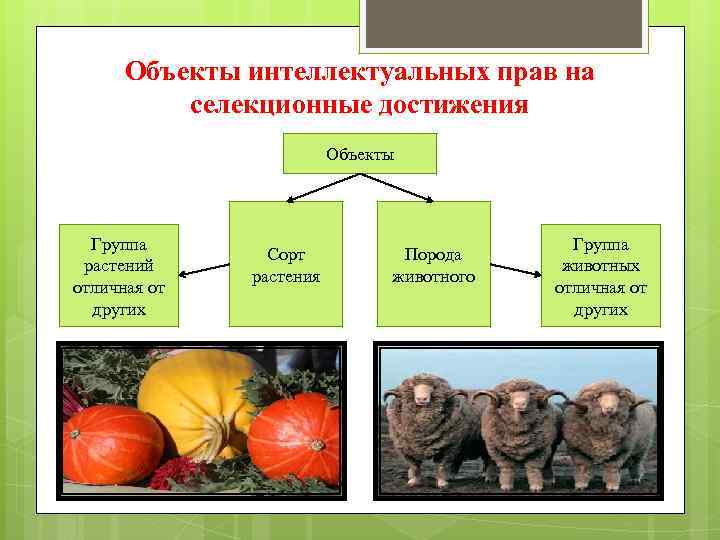 Объекты интеллектуальных прав на селекционные достижения Объекты Группа растений отличная от других Сорт растения
