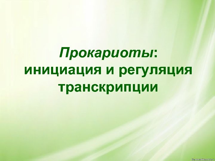 Прокариоты: инициация и регуляция транскрипции 
