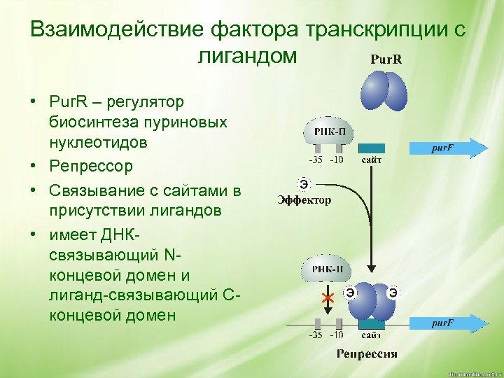 Взаимодействие фактора транскрипции с лигандом • Pur. R – регулятор биосинтеза пуриновых нуклеотидов •